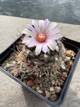 Turbinicarpus lophophoroides